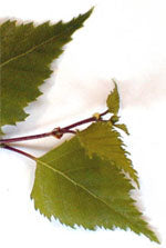 MSA BETULA VERRUCOSA 50 ML