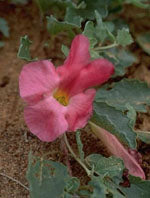 TSA HARPAGOPHYTUM 50 ML