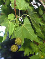 MSA PLATANUS ORIENTA 50 ML